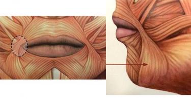 Круговая мышца рта Круговая мышца рта начало прикрепление